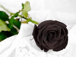 rose noir