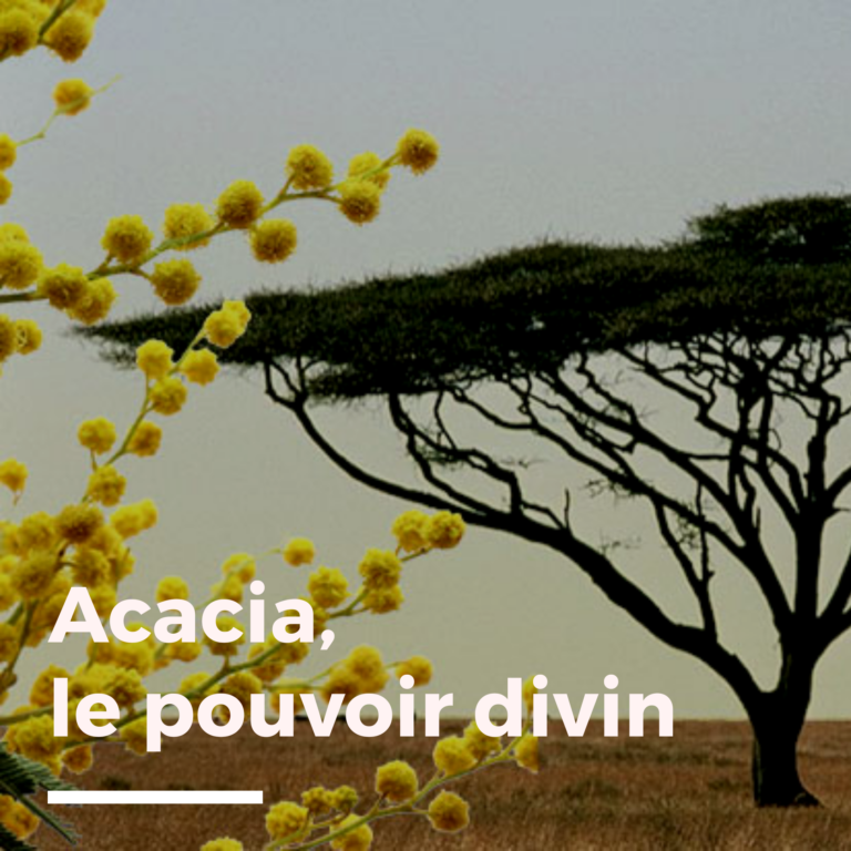 acacia