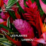 les plantes lanmou