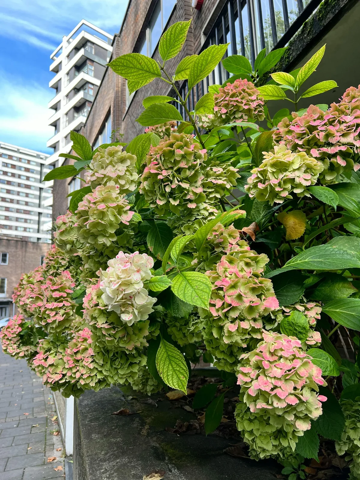 hortensia sans fleur