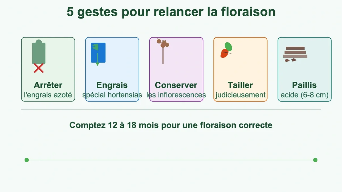 Diagramme présentant cinq gestes pour relancer la floraison des hortensias avec icônes explicatives